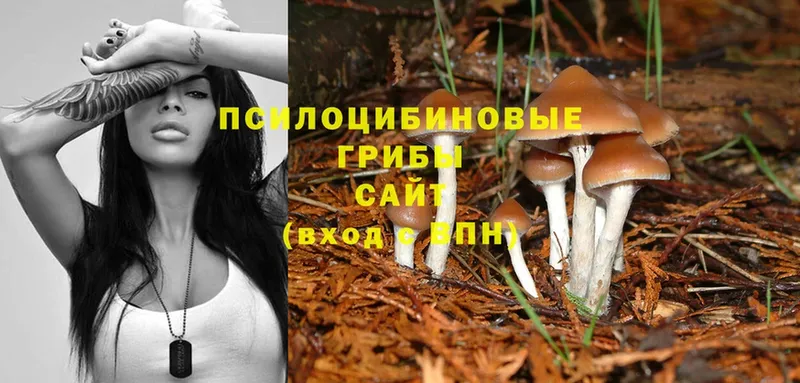 как найти   Белая Калитва  Галлюциногенные грибы Magic Shrooms 